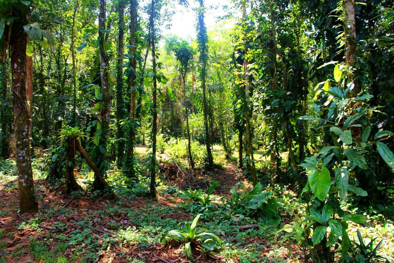 Sitio Das Bromelias Cachoeira Do Tombador Ubatuba Ngoại thất bức ảnh