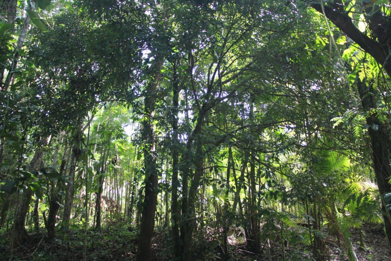 Sitio Das Bromelias Cachoeira Do Tombador Ubatuba Ngoại thất bức ảnh