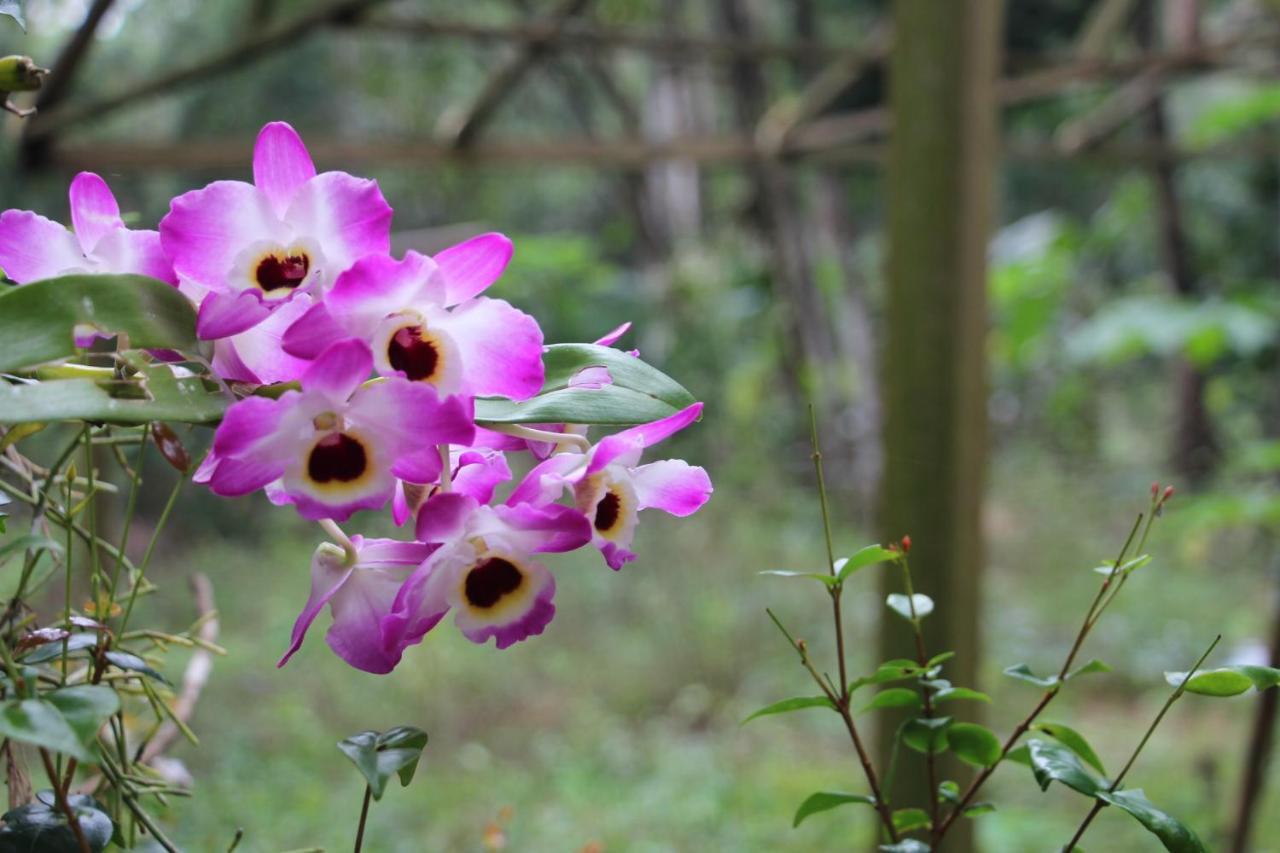 Sitio Das Bromelias Cachoeira Do Tombador Ubatuba Ngoại thất bức ảnh